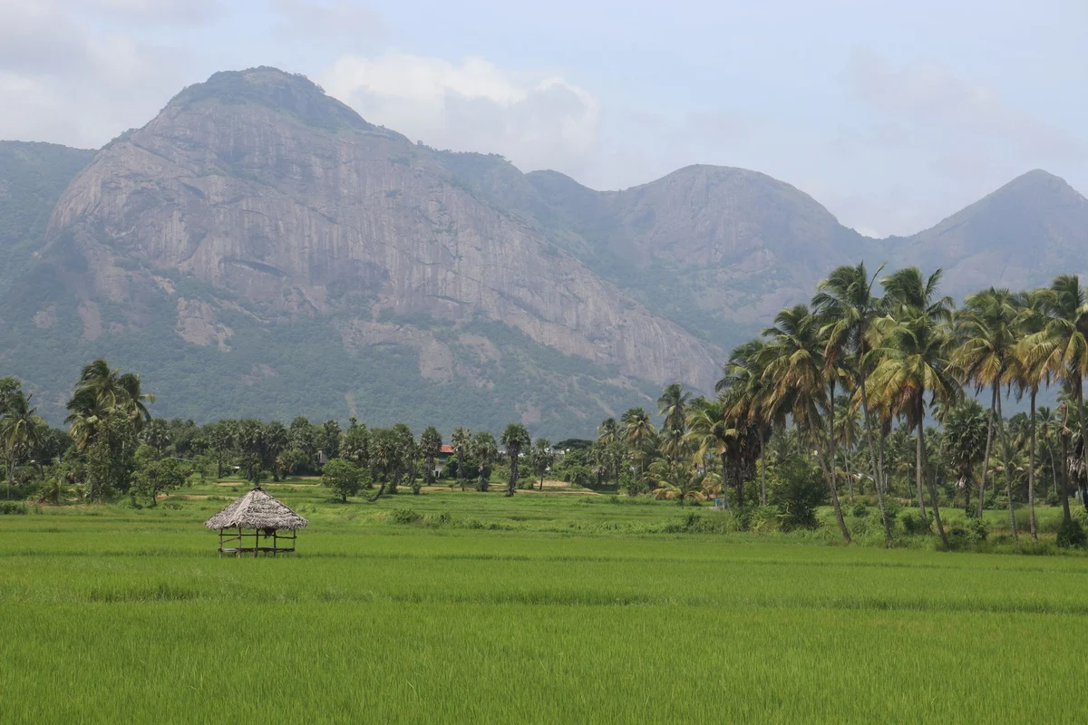 Paddy fields and Western Ghats in Palakkad, Kerala