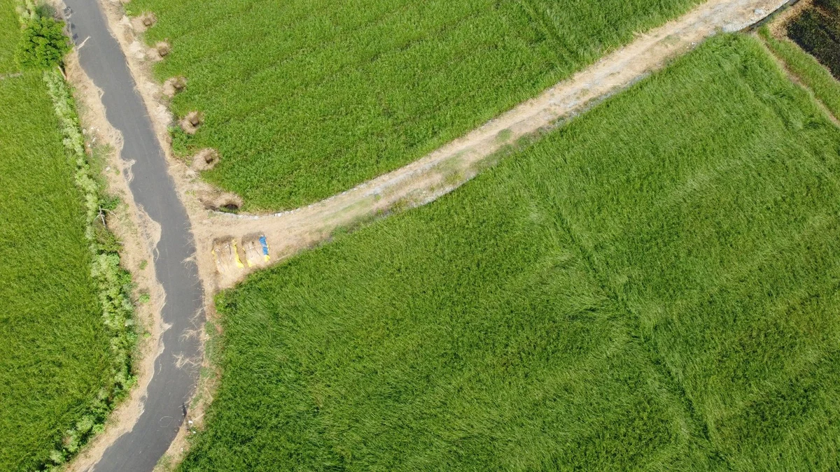 Vibrant agricultural fields in Tamil Nadu, South India